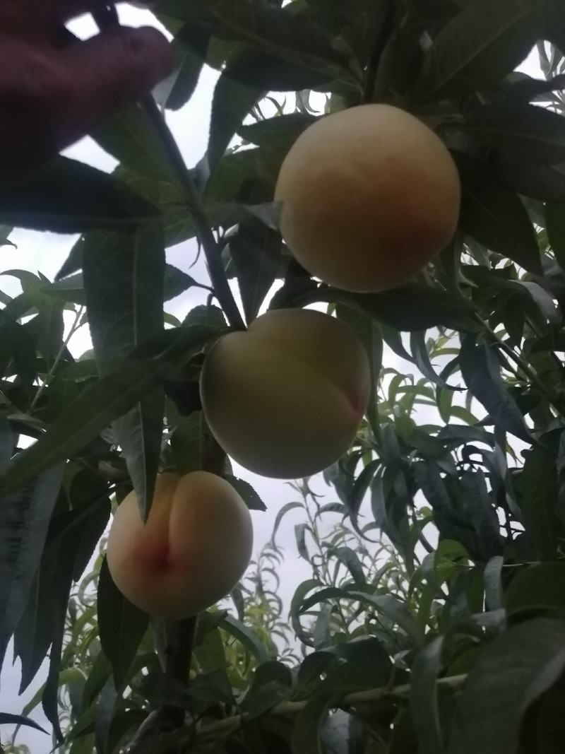 郑二