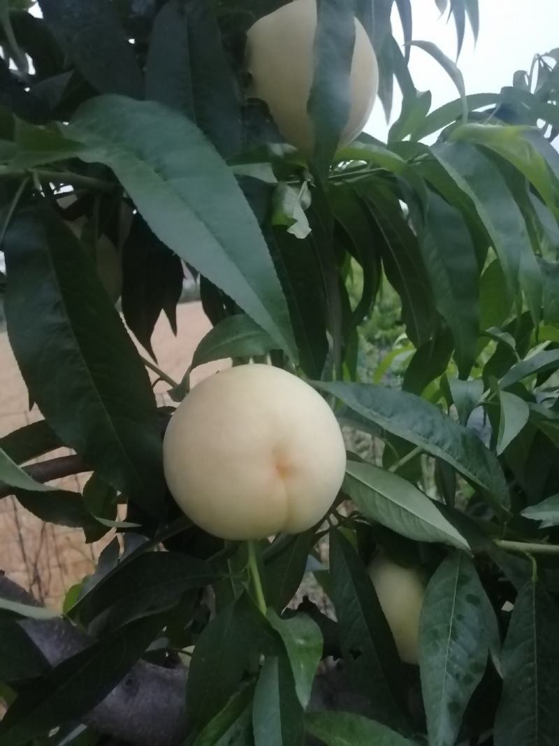 郑二
