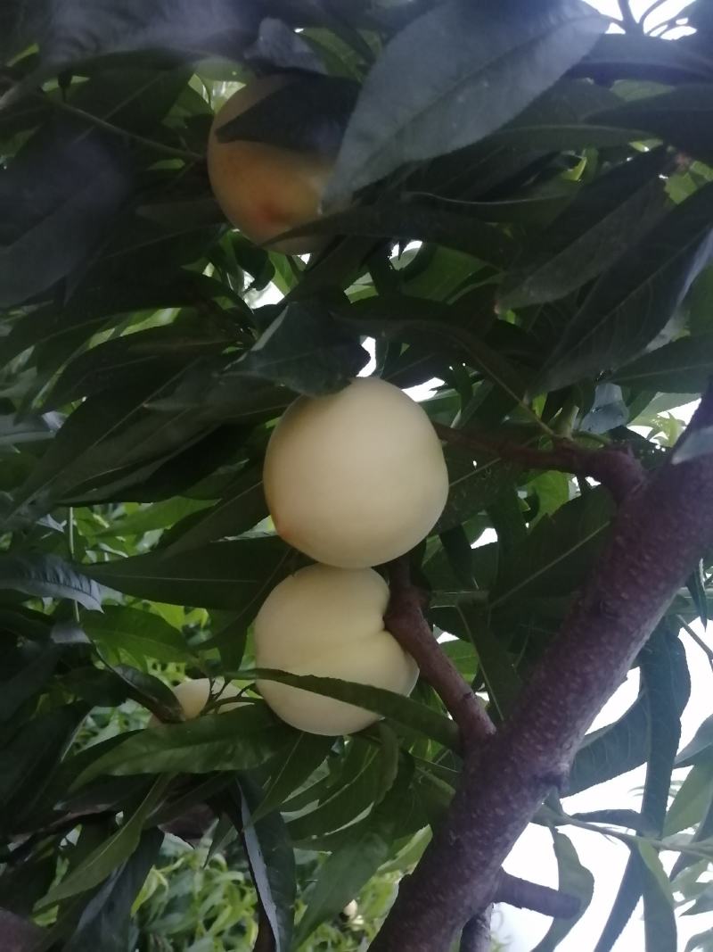 郑二