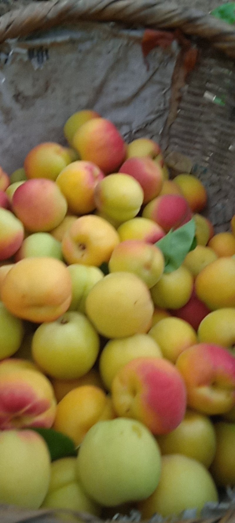 红杏