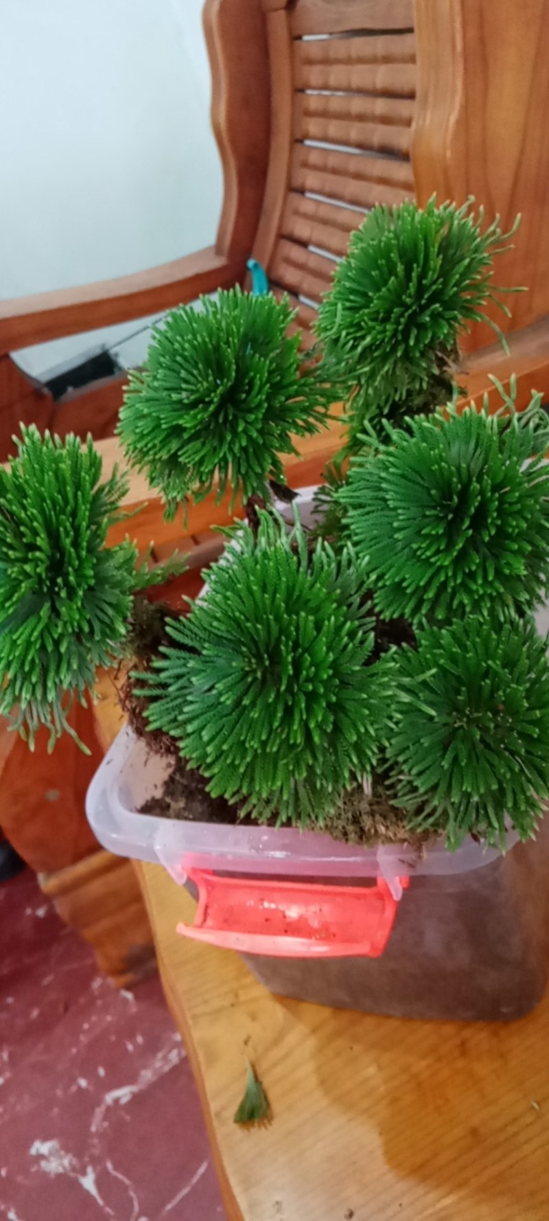 卷柏又名九死还魂草一年四季长青它是盆景之上品