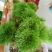 卷柏又名九死还魂草一年四季长青它是盆景之上品