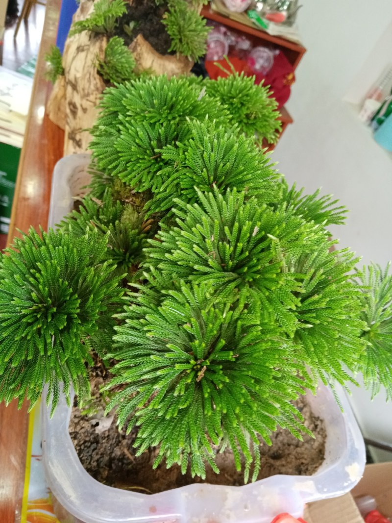 卷柏又名九死还魂草一年四季长青它是盆景之上品