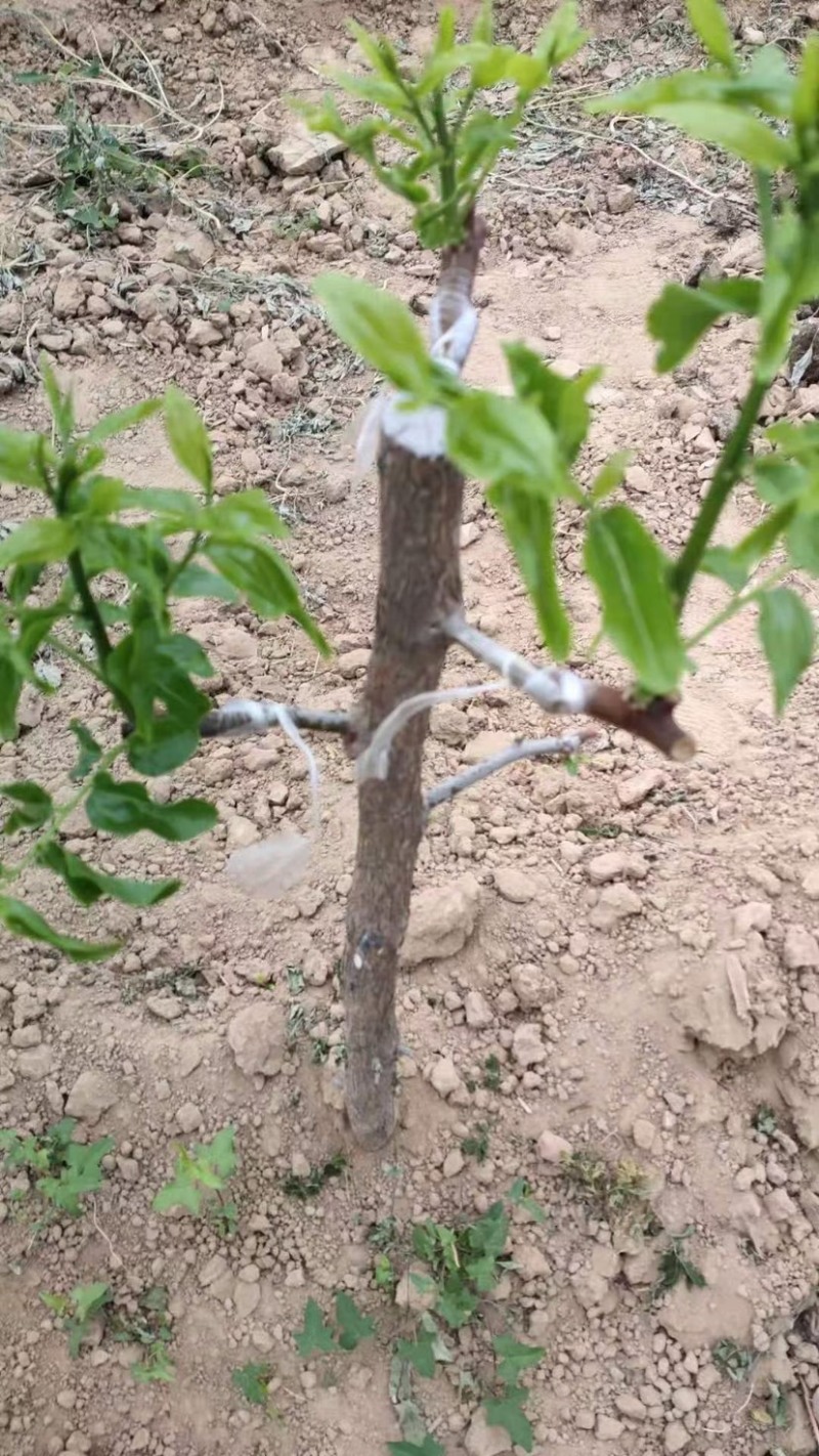 承包各种苗木的嫁接工作，红枣，苹果，金叶榆嫁接