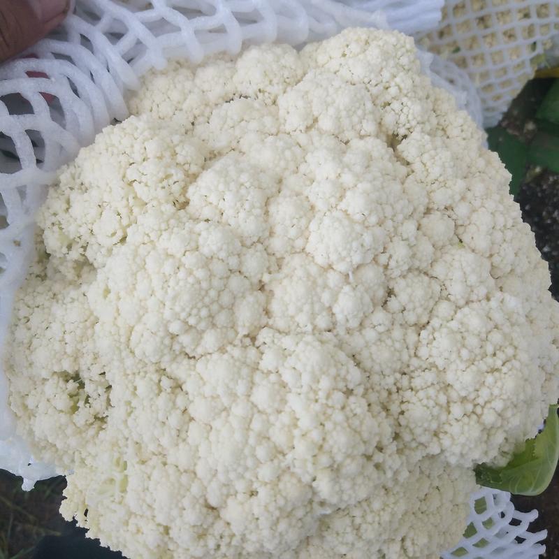 【有机菜花】有机花大量上市、花白小米粒，质量优个头均匀