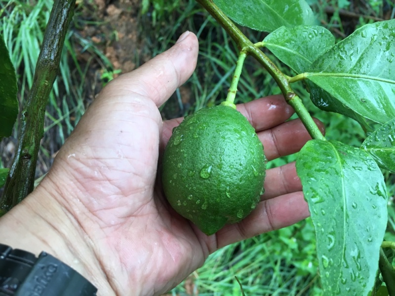 大量供应四季柠檬