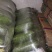 新根毛节瓜吊瓜已经少量上市