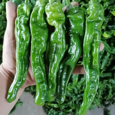 兰陵精品小皱皮（辣椒）大量上市，皮薄黑亮，产地直发，