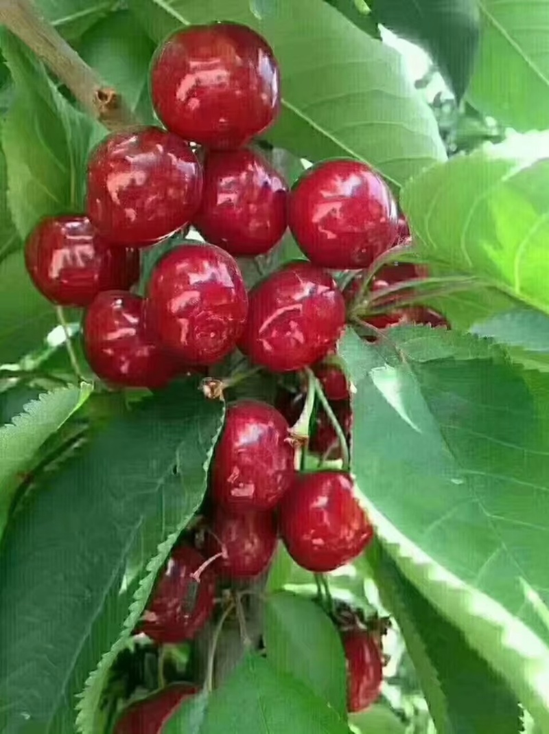 樱桃苗1米以上三年苗嫁接有美早俄罗斯八号包邮