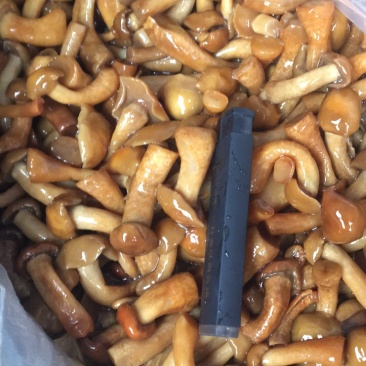 腌渍滑子菇各种品类欢迎咨询！