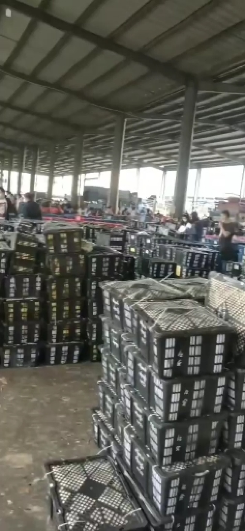 云南热带水果产地直销精品鹰嘴套袋芒果货源充足
