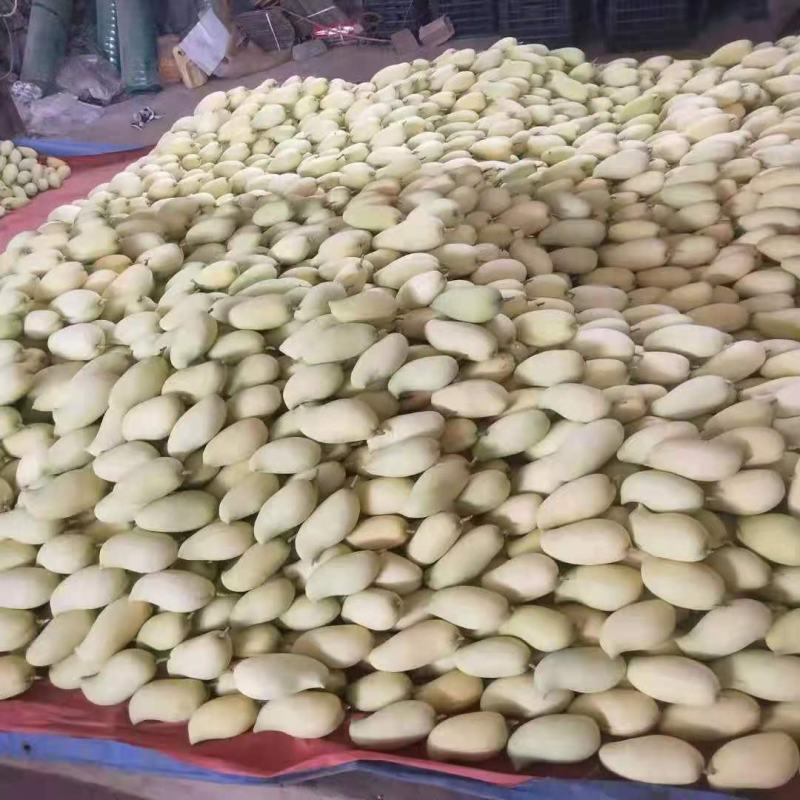 云南热带水果产地直销精品鹰嘴套袋芒果货源充足