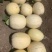 金丝搅瓜大量上市，对接市场档口，电商商超，量大从优