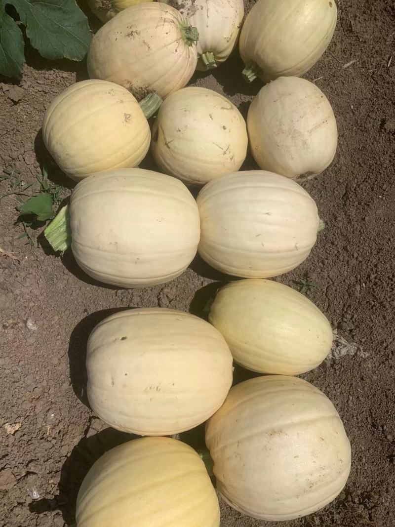 金丝搅瓜大量上市，对接市场档口，电商商超，量大从优