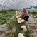 金丝搅瓜大量上市，对接市场档口，电商商超，量大从优