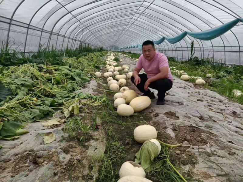 金丝搅瓜大量上市，对接市场档口，电商商超，量大从优