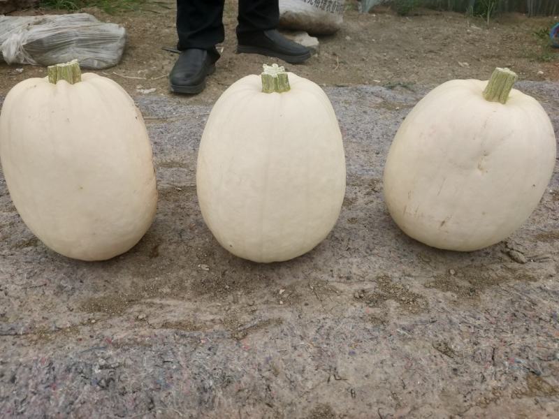 金丝搅瓜大量上市，对接市场档口，电商商超，量大从优