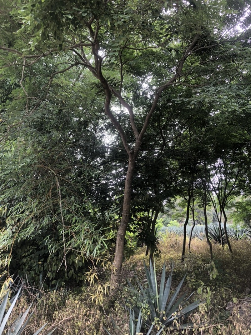 黄花梨