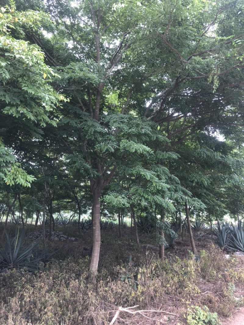 黄花梨