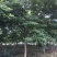 黄花梨