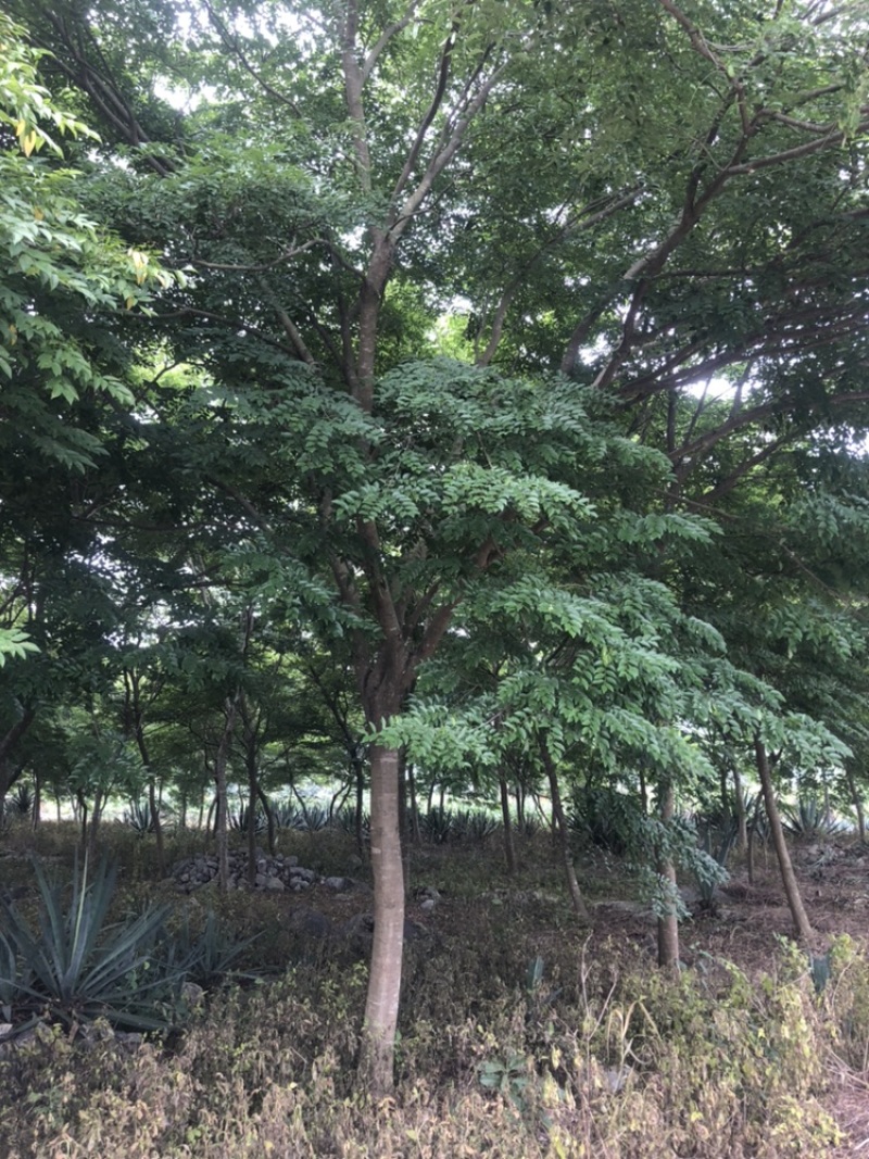 黄花梨