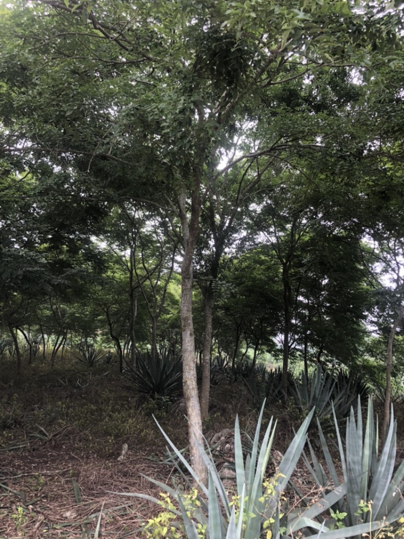 黄花梨