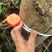 黄花梨