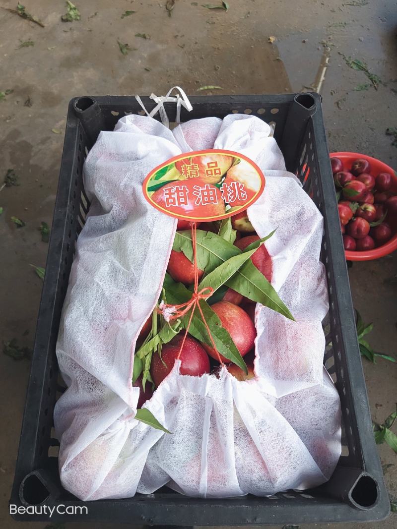 《油桃》金雷/曙光/金锁一手货源真实报价全国可发