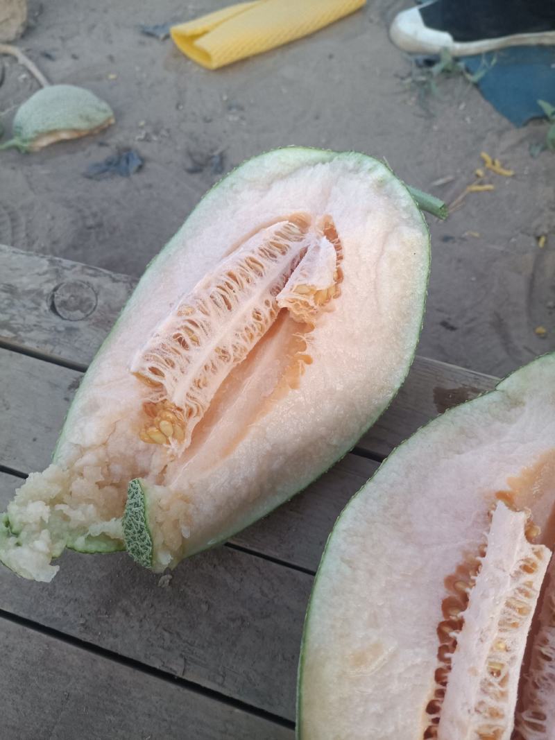 海南海沙地哈密瓜25号大量现货，可供应电商！商超！