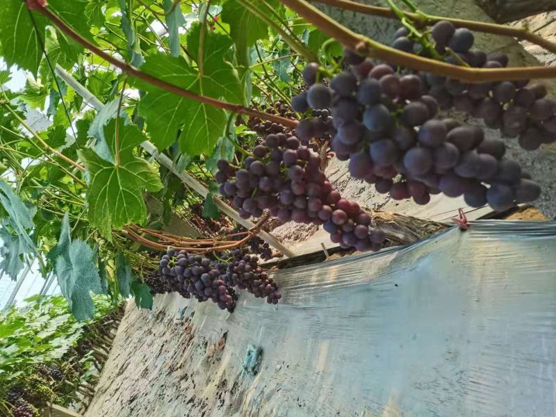 早夏玫瑰香大量上市了有要货速来联系了