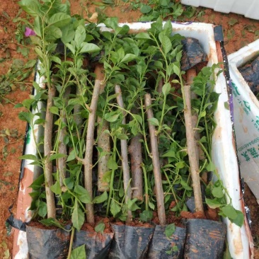 三角梅小苗（水红，云南紫）基地批发品质保障