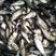 花白鲢鱼苗产地大量出售鱼塘水库包运输支持技术指导
