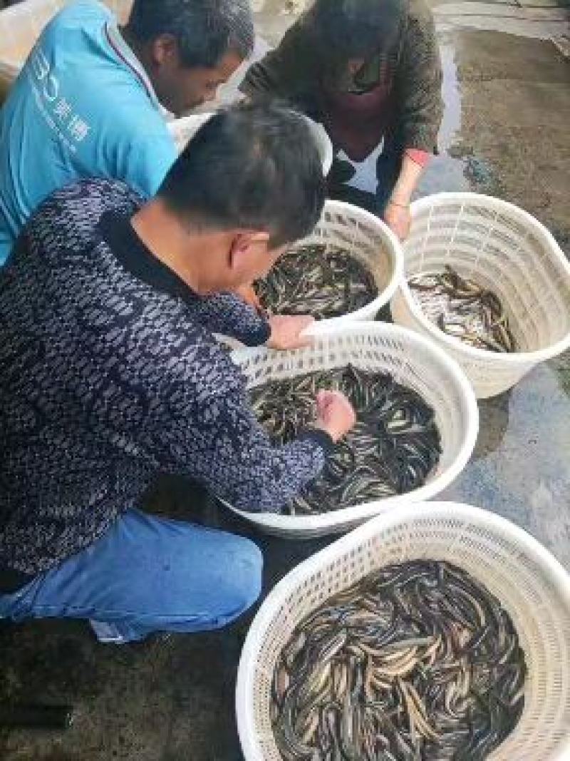 黄鳝