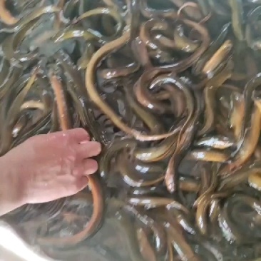 黄鳝