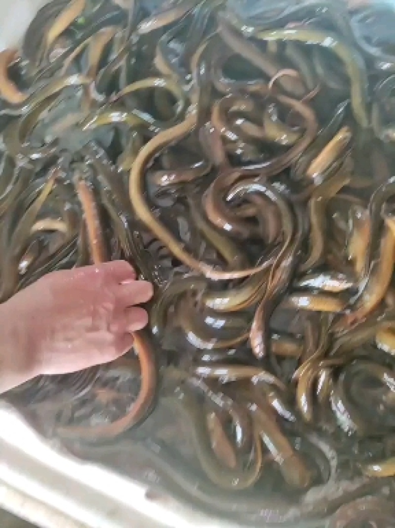 黄鳝