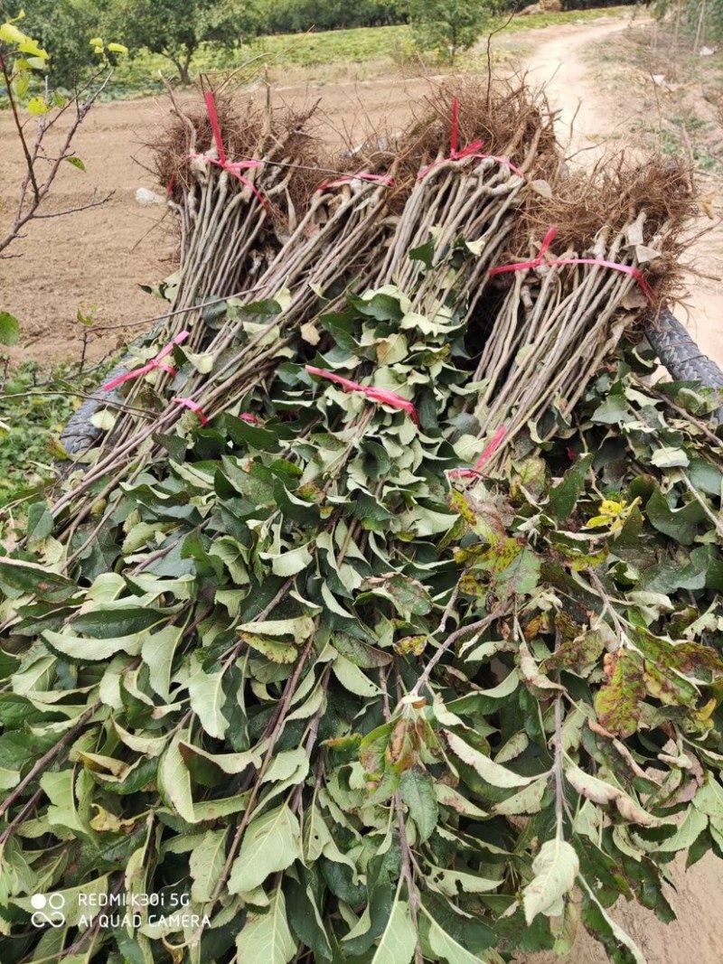 嫁接苹果苗2年苗红富士。烟富8号中秋王鲁梨苹果