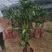 绿植巴西铁巴西木，基地直销高度1.6全国发货