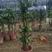 绿植巴西铁巴西木，基地直销高度1.6全国发货