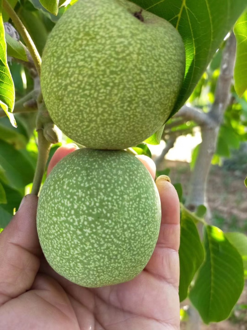 核桃苗1-3公分2年苗物流包邮，现挖现发