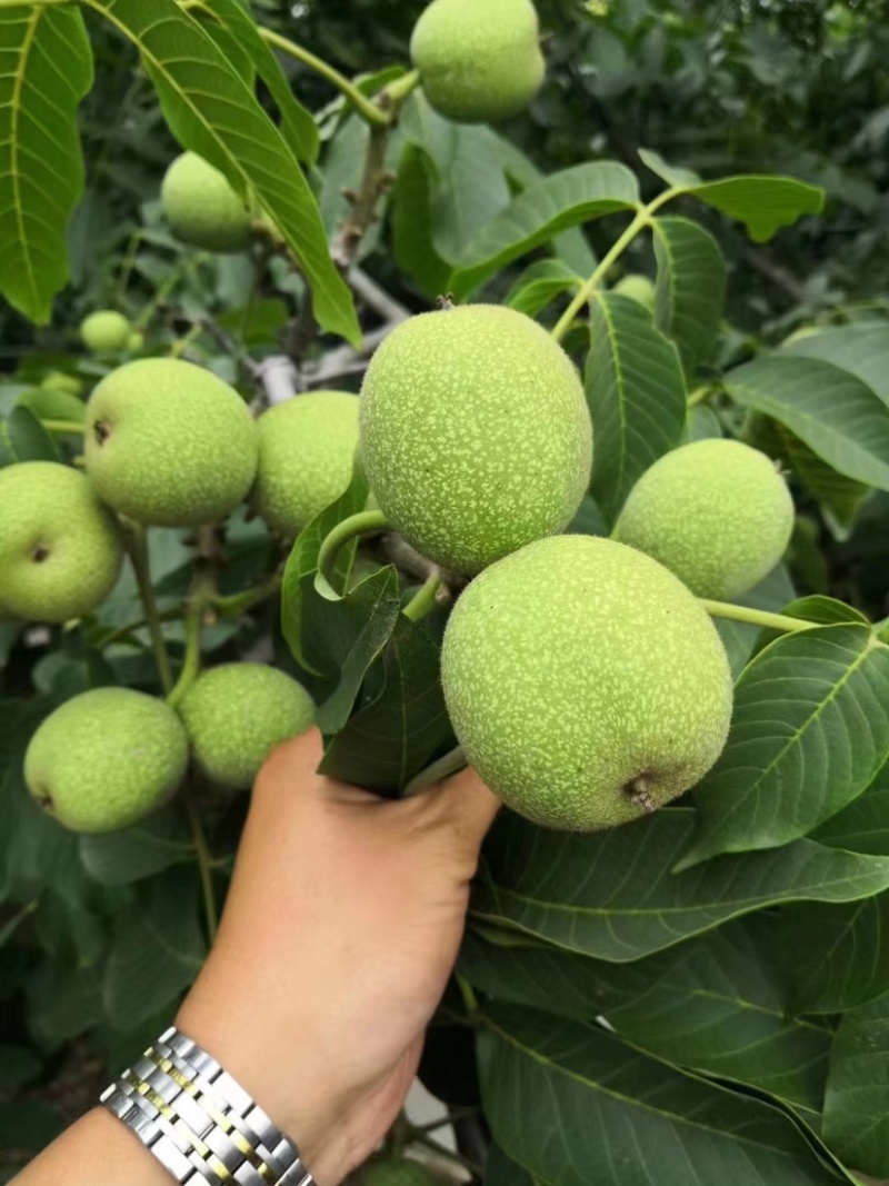 核桃苗1-3公分2年苗物流包邮，现挖现发