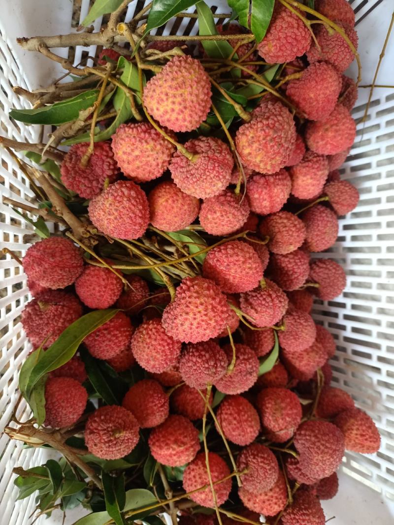 广东桂味荔枝