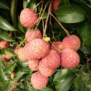 广东桂味荔枝