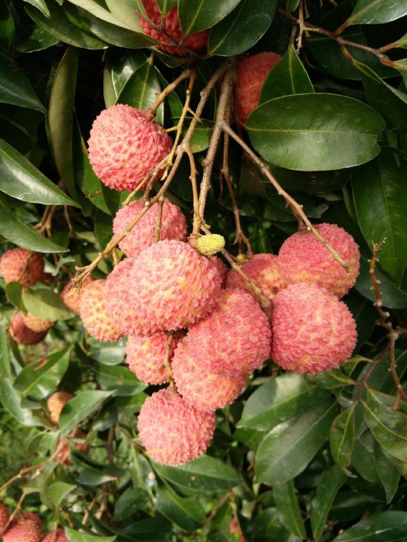 广东桂味荔枝