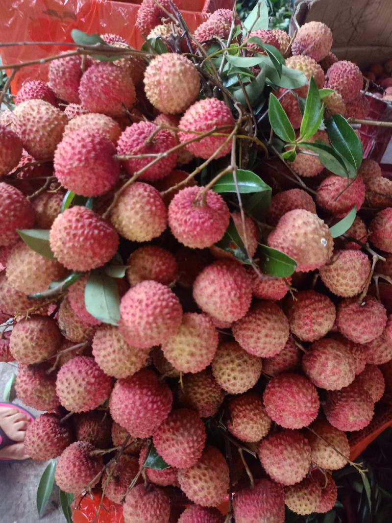 广东桂味荔枝