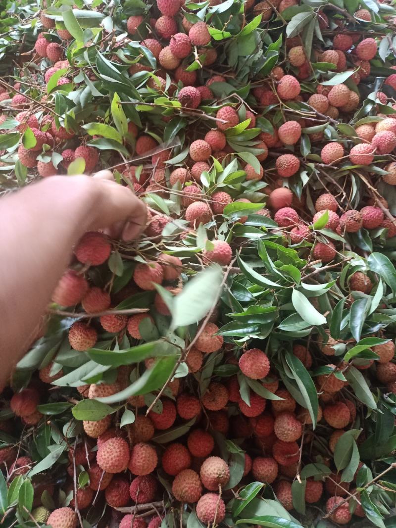 广东桂味荔枝