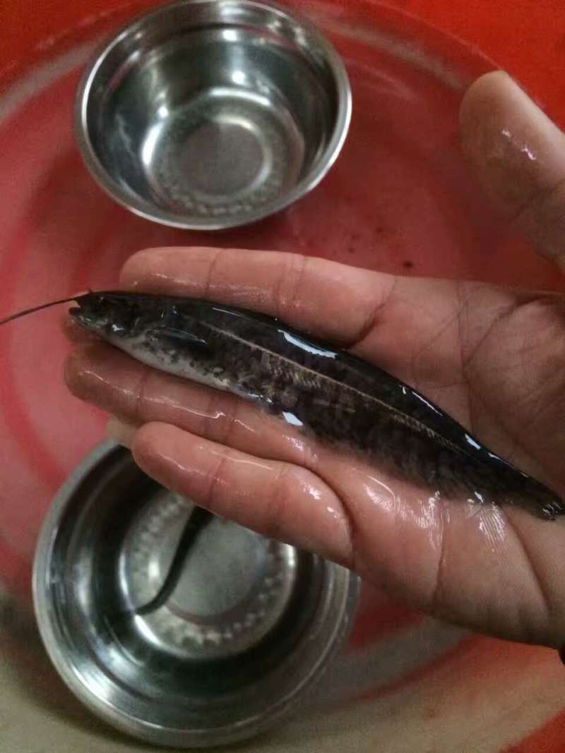南方杂交大口鲶鱼苗。规格寸苗。