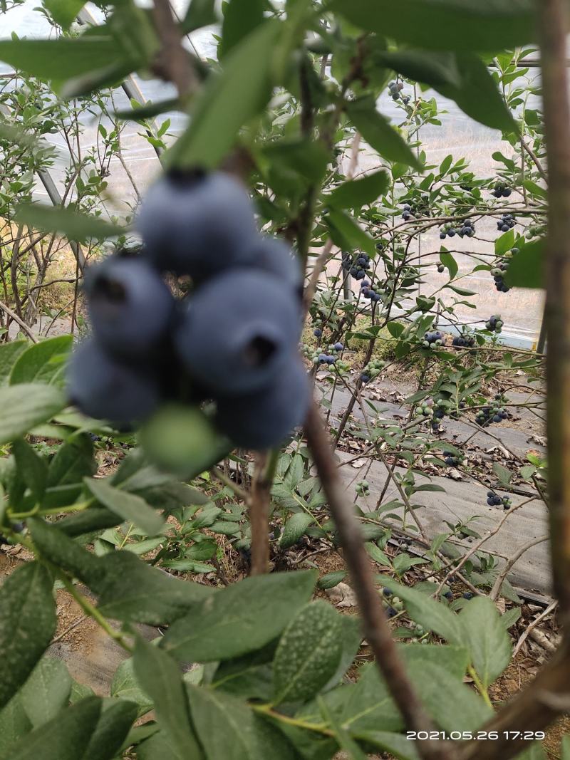 种植基地，地头批发，质量保证