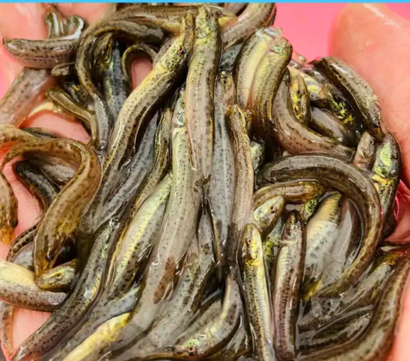 育场专业供应台湾泥鳅鱼苗，本地泥鳅鱼苗，杂交泥鳅鱼苗，