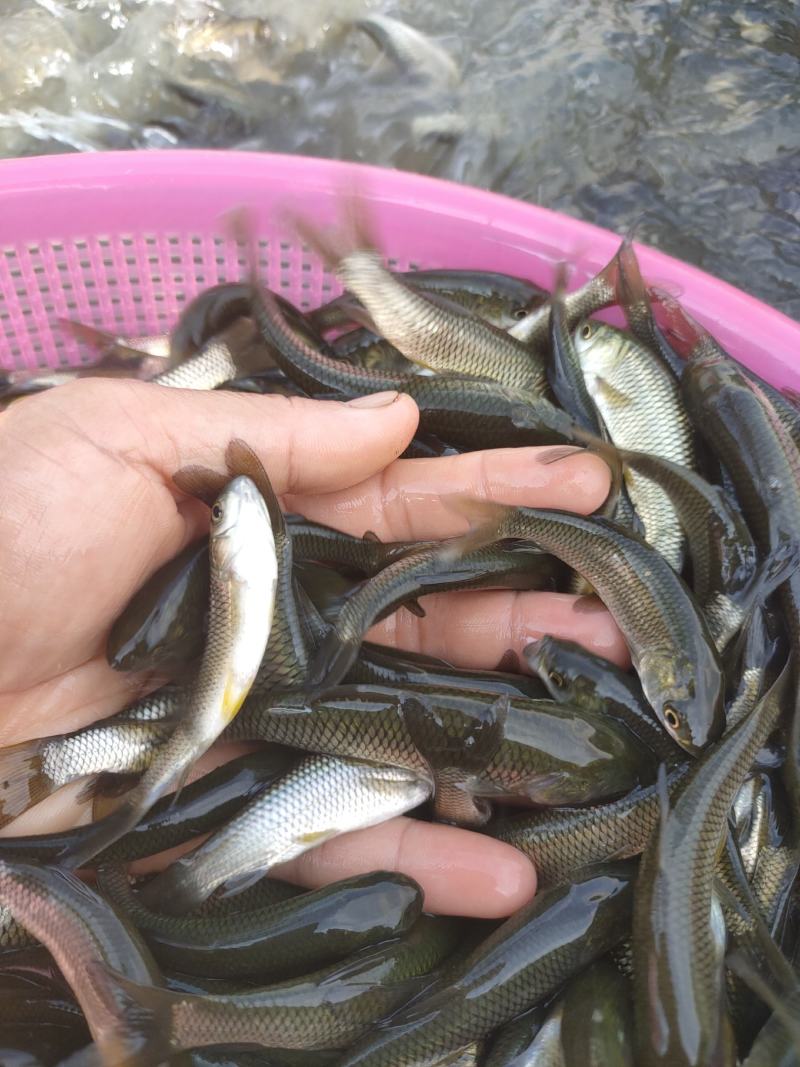 草鱼苗。种鱼苗长江草鱼苗