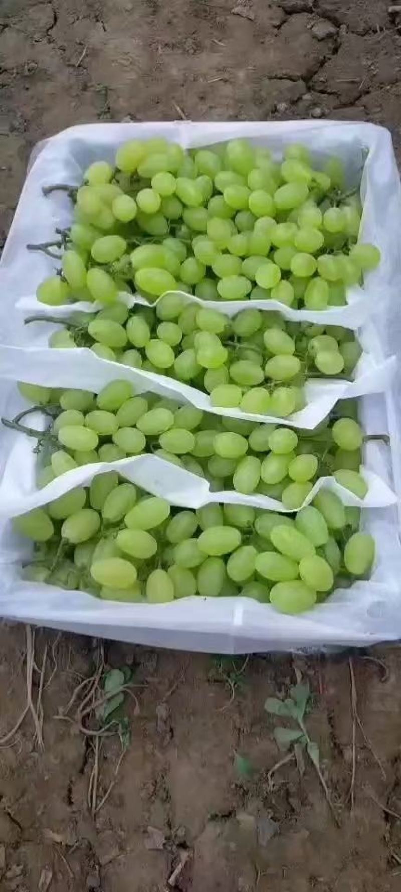 维多利亚